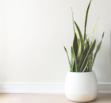 house-plant-in-white-pot - Biofa Ireland